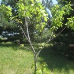 sapling - responses to stress responses to stress