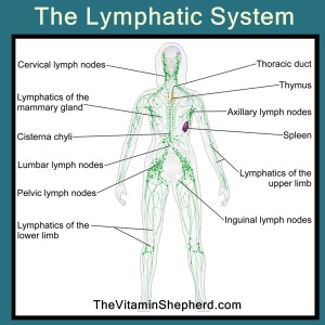 how does the lymphatic system work