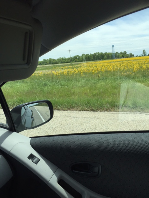 fields of yellow flowers help to tune out the noise